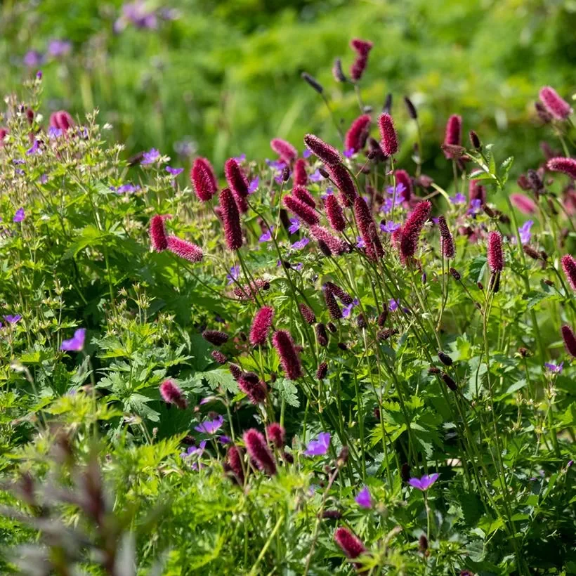 Grande Pimprenelle - Sanguisorba officinalis Tanna - Sanguisorbe officinale - de courts épis arrondis bordeaux sur un feuillage très découpé - variété compacte et trapue, vivace de sol frais.