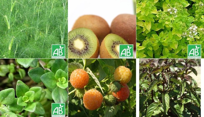 Potager BIO