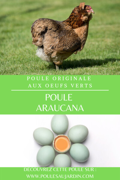 une poule araucana