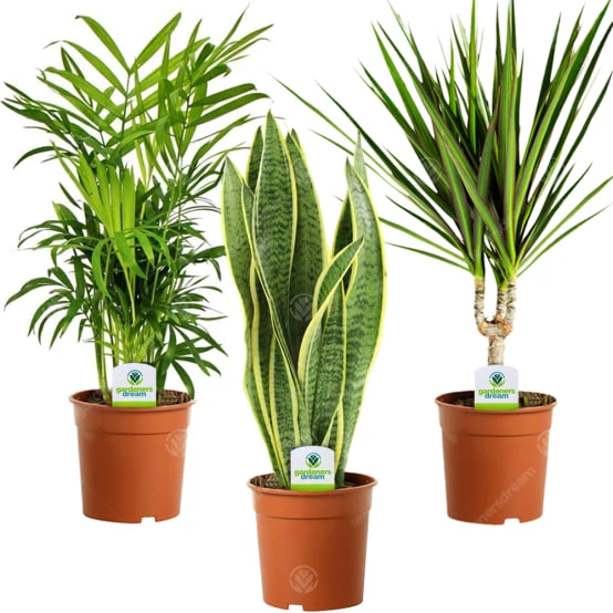 Assortiment De Plantes D'Intérieur - 3 Plantes – Superbe Plantes Vivantes En Pot Pour La Maison Ou Le Bureau (Assortiment D) - GardenersDream - Gamm vert