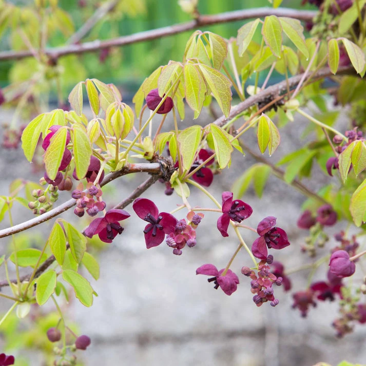 Akébie à cinq feuilles 'Quinata'
