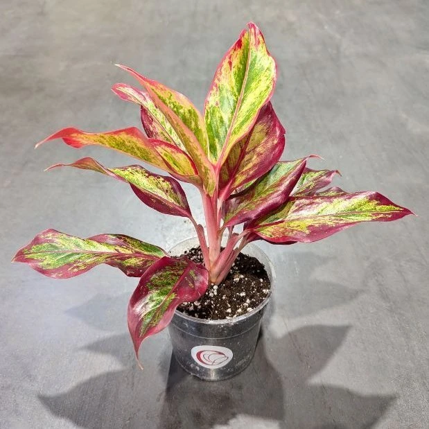 Aglaonema Red Fire