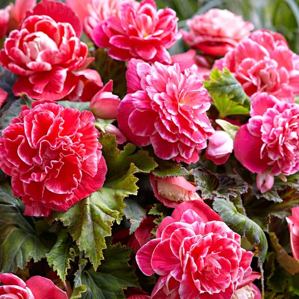 5 Bégonias à fleurs de Camélia