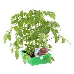 Tomate cerise sweet 100 F1 : barquette de 6 plants