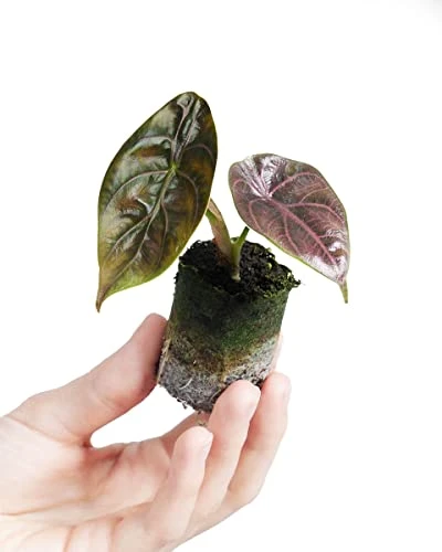 PLNTS - Baby Alocasia Azlanii - plante d'intérieur - 2 cm boutures - Hauteur 10 cm