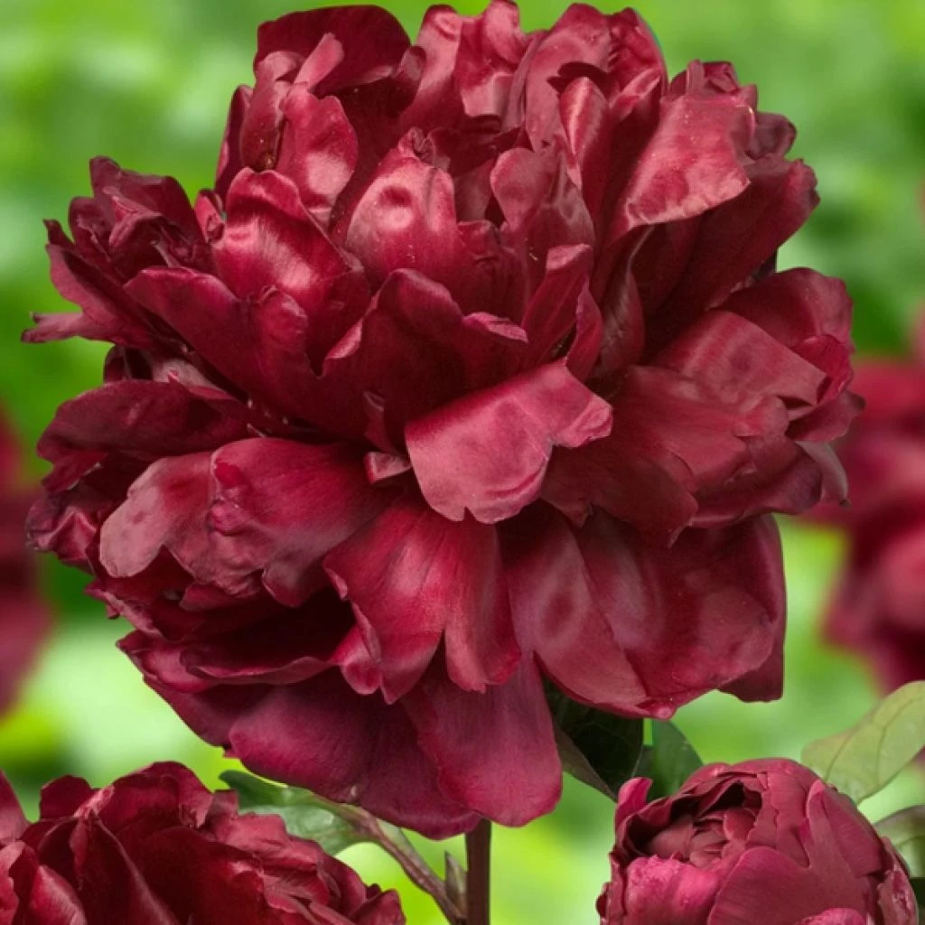 Pivoine lactiflora Françoise Ortegat - Pivoine de Chine à grandes fleurs semi-doubles pourpre-violacé