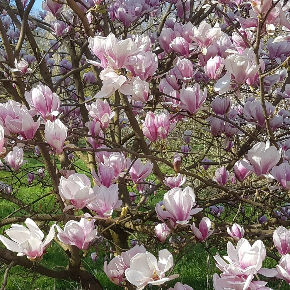 Magnolia de Soulange