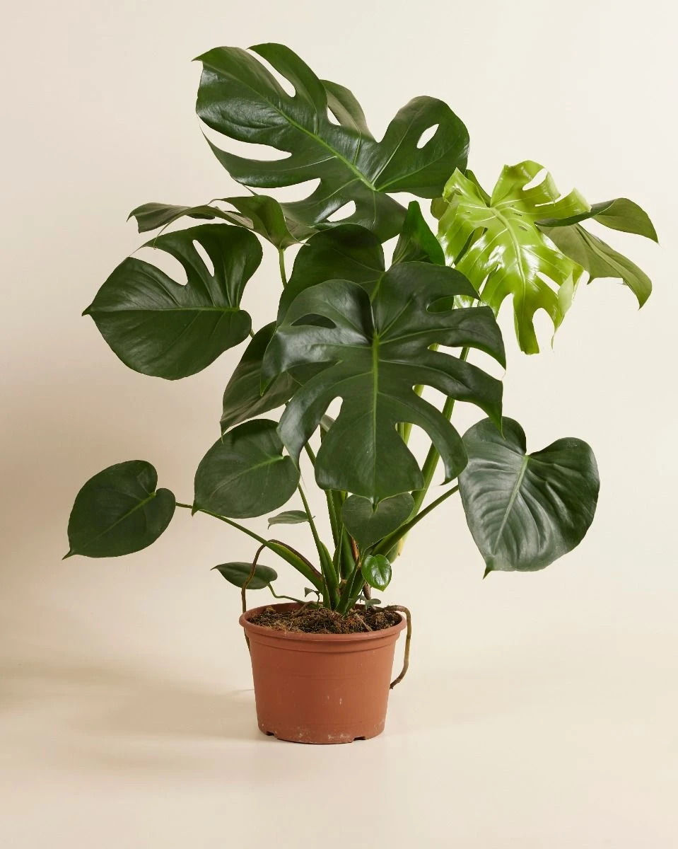 Monstera 