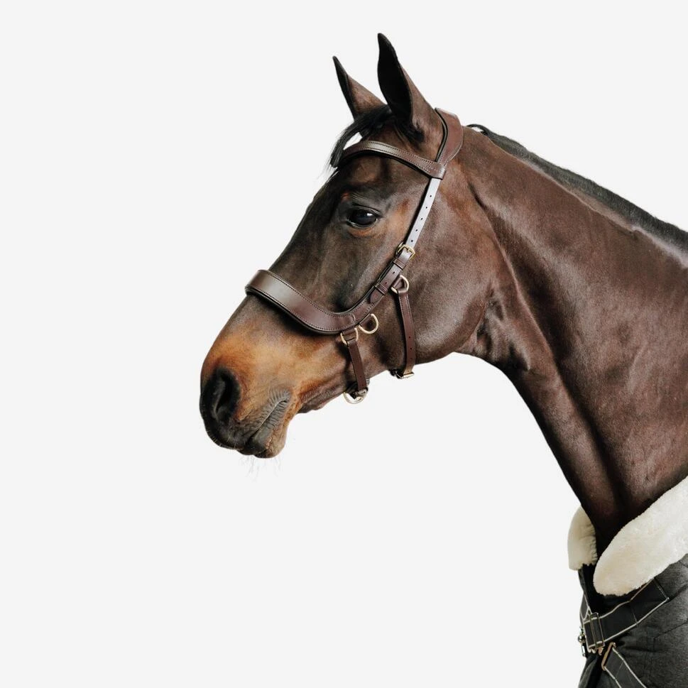 Filet sans mors équitation cheval et poney - noir