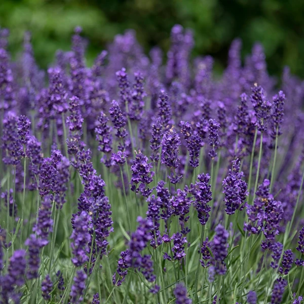 Lavande vraie Hidcote