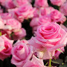 rosineim