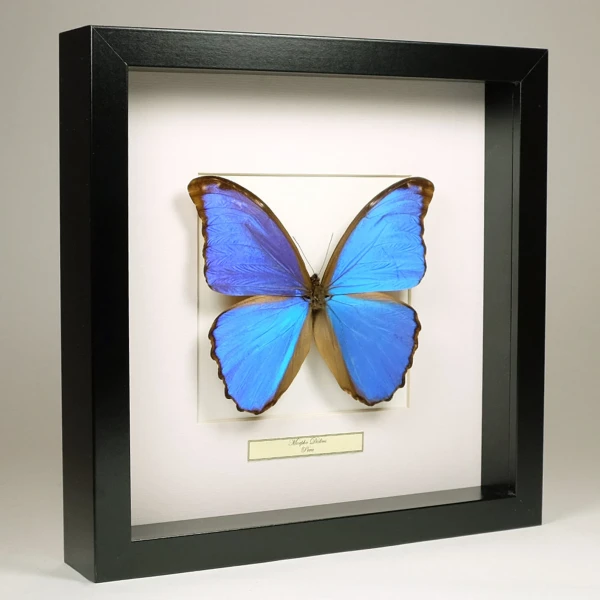 Morpho Bleu - Entomologie