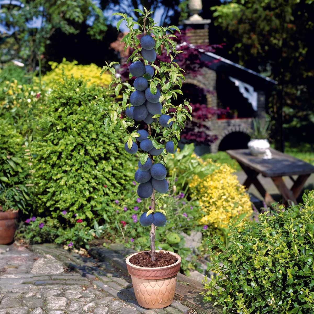 Mini prunier Black Amber