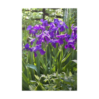Iris violets