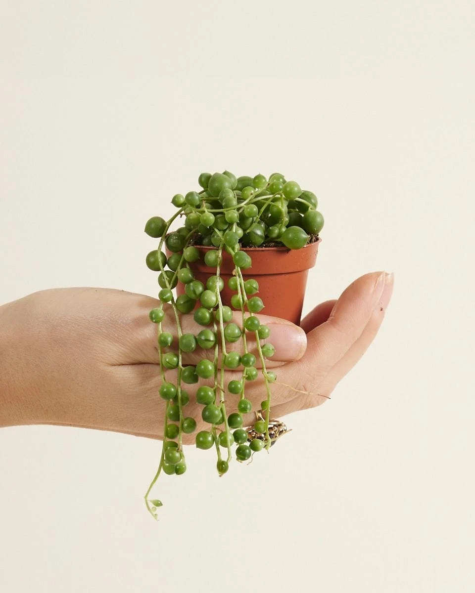 String of pearls