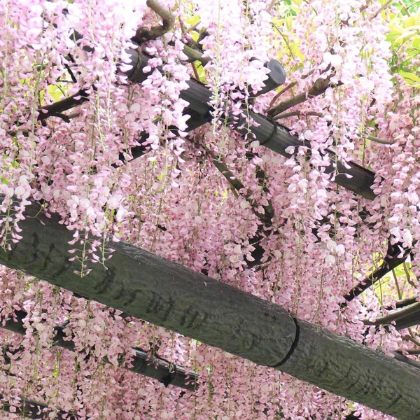 Glycine rose