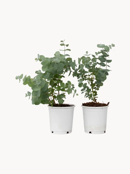 Plantes Eucalyptus Baby Blue S (2 pièces)