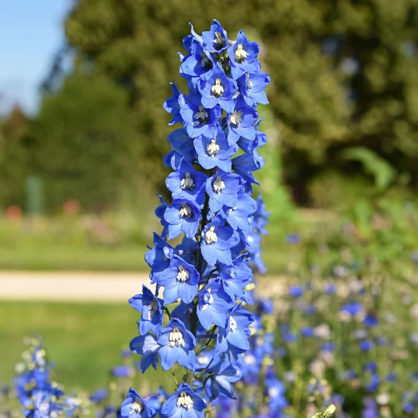 5 Delphiniums Ciel Bleu