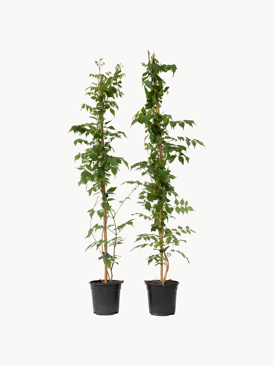 Plantes en pot Campsis Mme Galen, 2 pièces