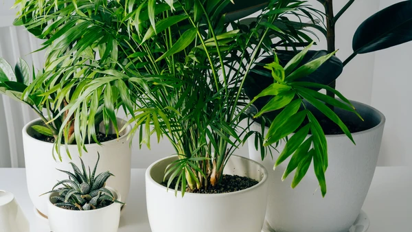 Des plantes 🪴