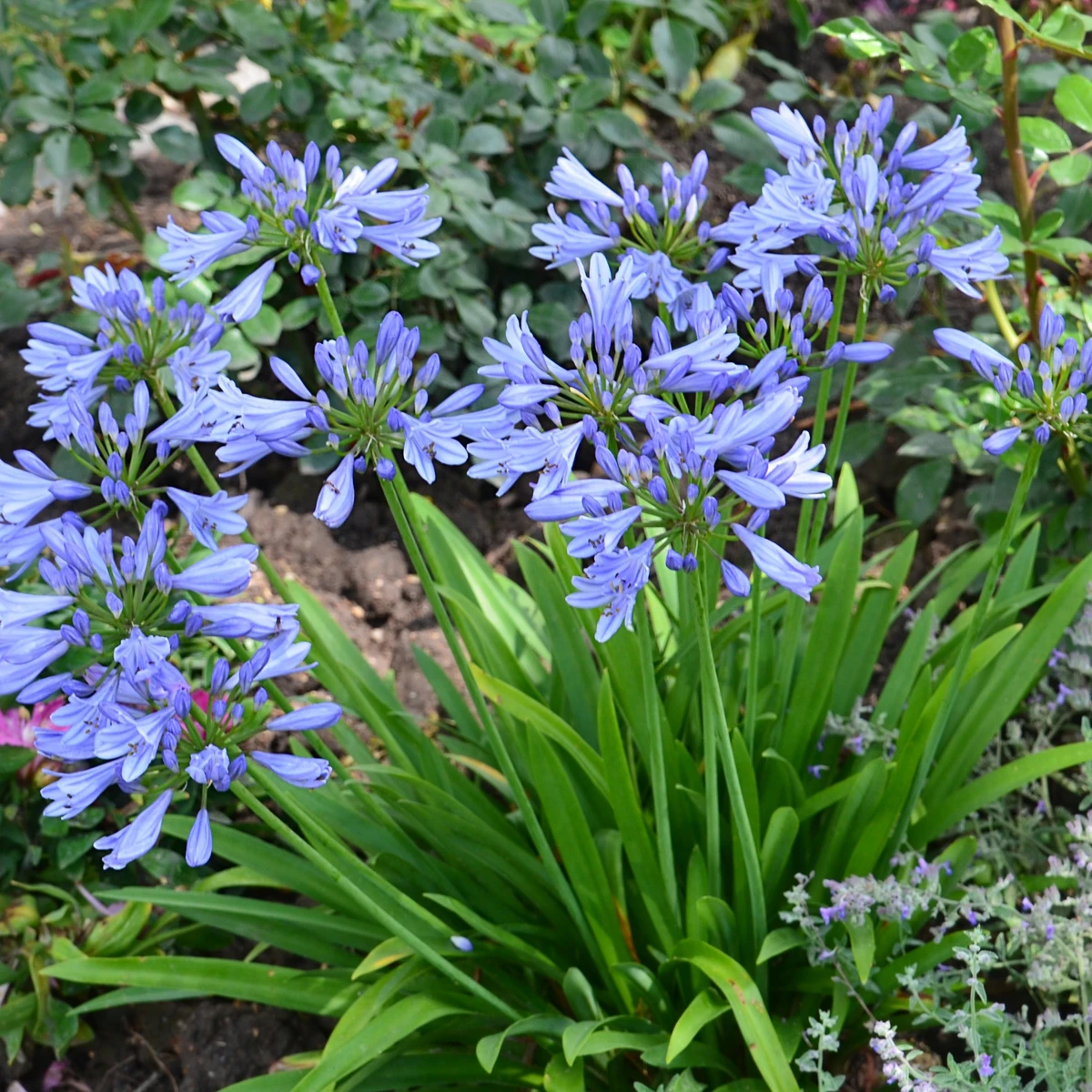 Agapanthe PITCHOUNE® Bleu