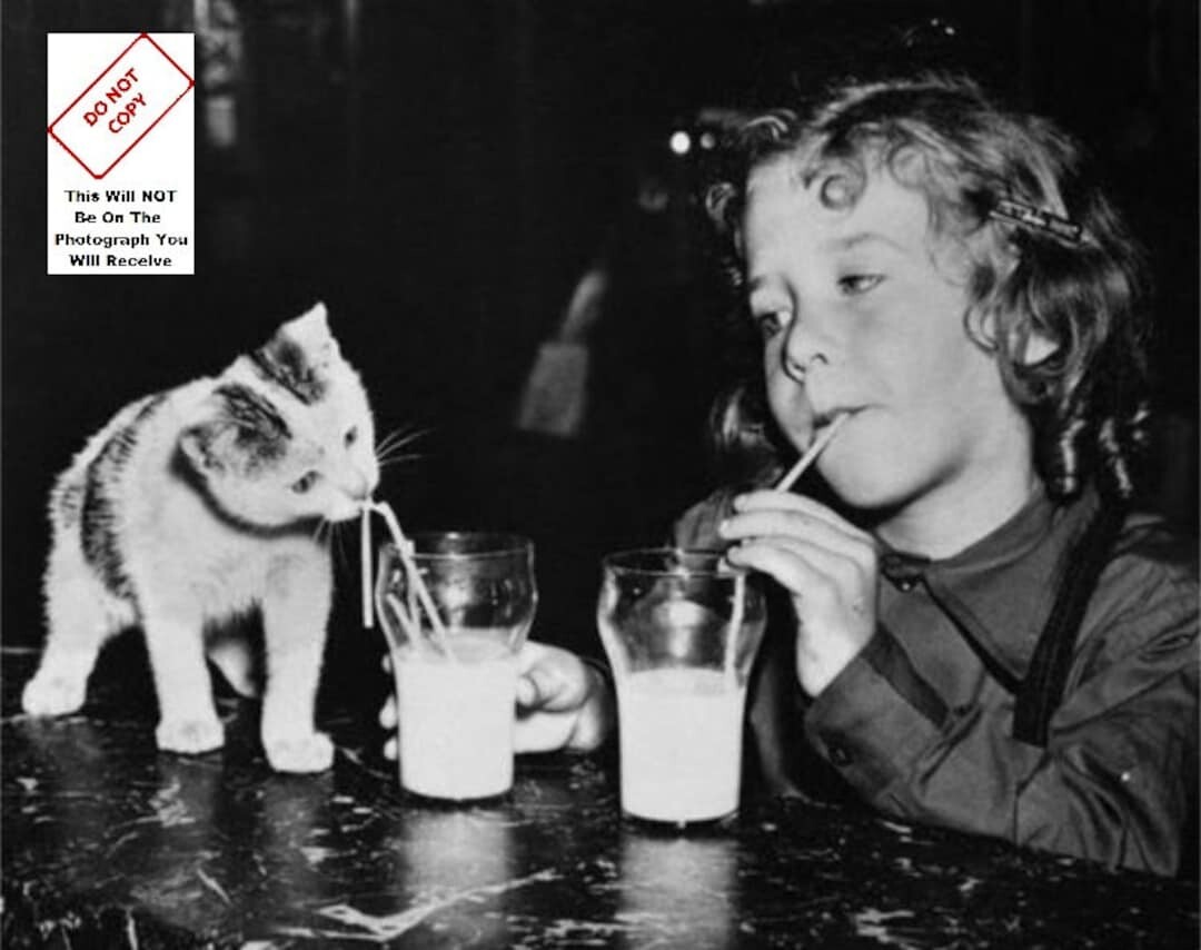 Petite fille buvant du lait avec chaton vintage Photo Drôle Chat Amoureux Des Animaux Imprimer Décor Bizarre Vieux Cadeau Antique Cool Art Affiche Unique 9737