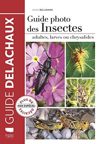 Guide photo des insectes - Adultes, larves ou chrysalides