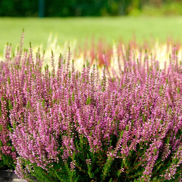 3 Bruyères d'été rose à feuilles vertes