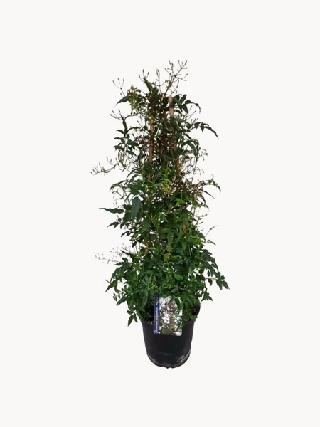 Plante naturelle Jasminum Polyanthum