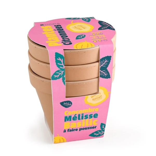 Trio plantes citronnées à faire pousser