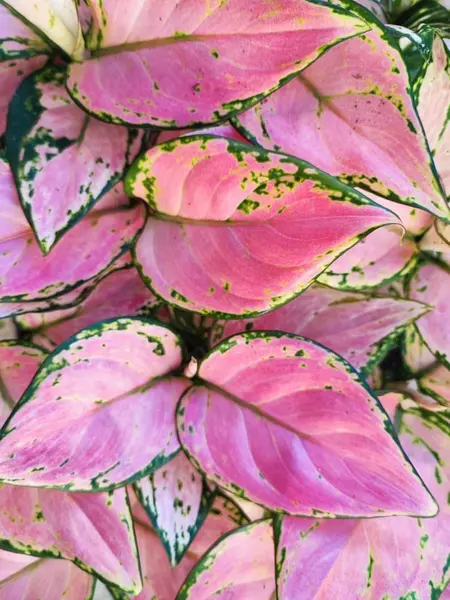 AGLAONEMA RED ZIRCON pink cutting (S), magnificent cutting with pink leaves