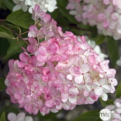 Hydrangea vanille Fraise : Pot 7,5L