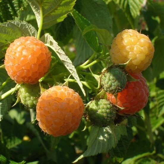 Framboisier idaeus Fall Gold - Achat direct au producteur