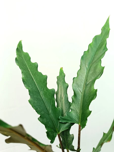 Alocasia Lauterbachiana