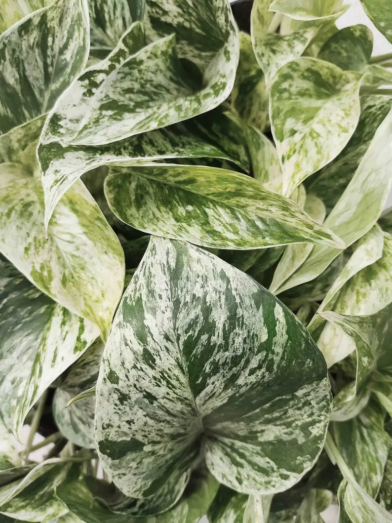 Pothos SNOW QUEEN - Beautiful earth-rooted cutting- Variegata plant cutting with green spot