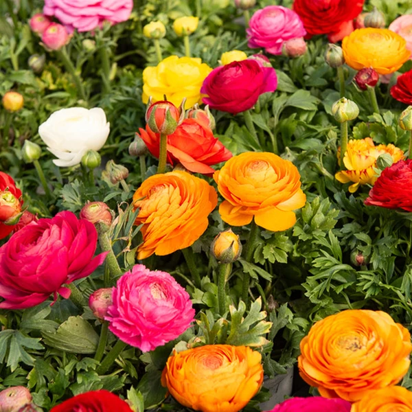 Renoncule en mélange