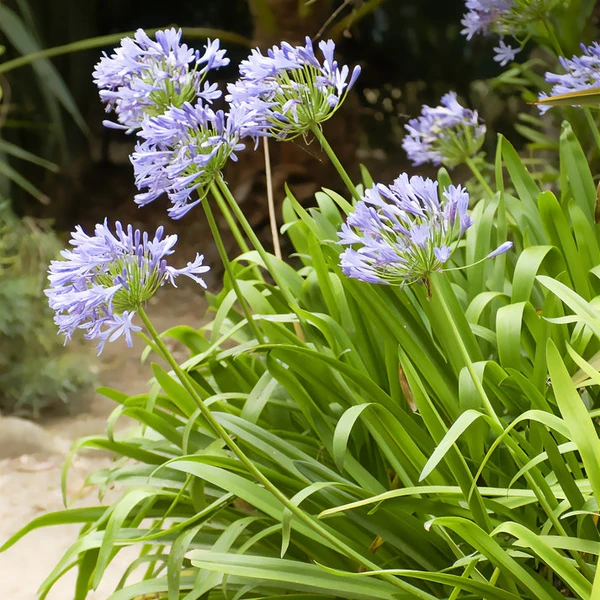 Agapanthe