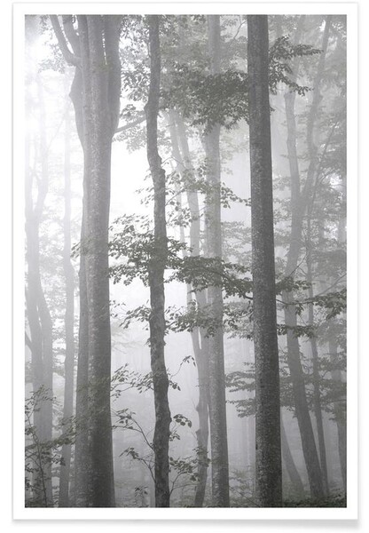Foggy Autumn Forest affiche
