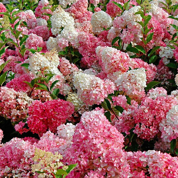 Hortensia paniculé 'Vanille Fraise'