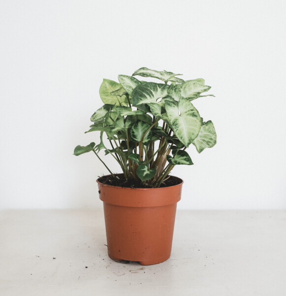 Syngonium I Maison Bouture