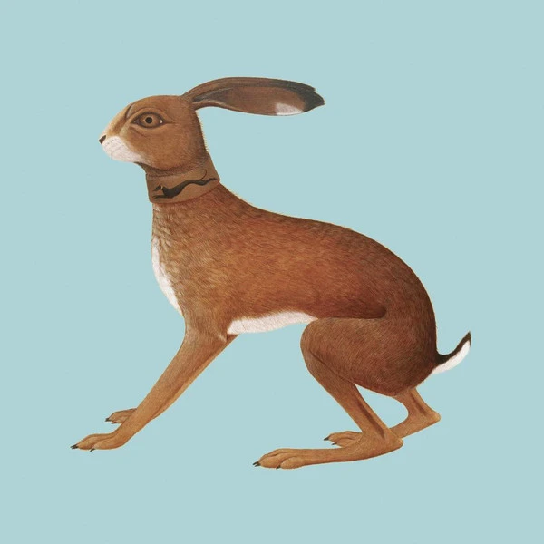 Vashti Bunyan - Lookaftering (Vinyl)