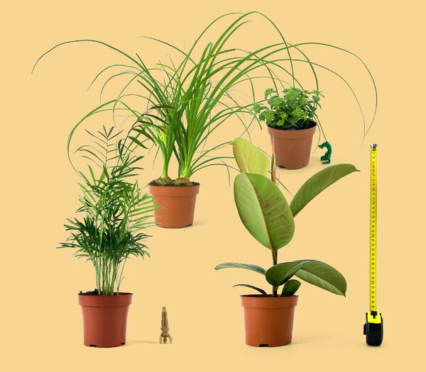 Pour les débutants - Plantes pour tous