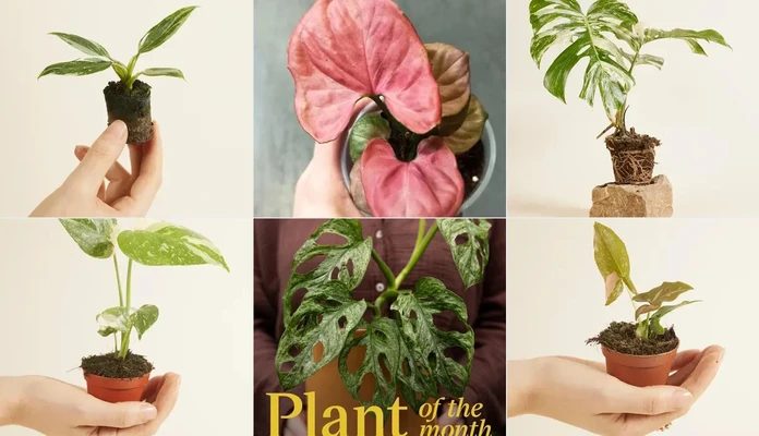Plantes 