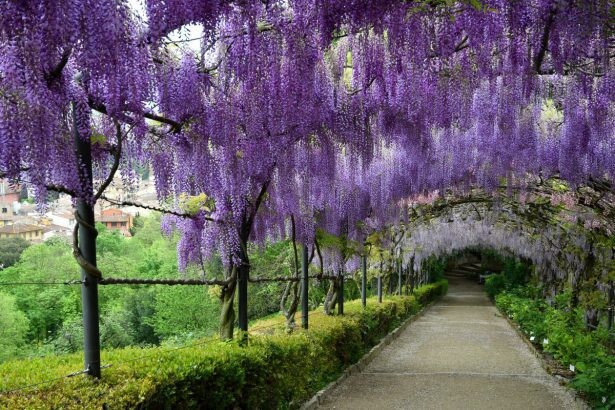 Glycine