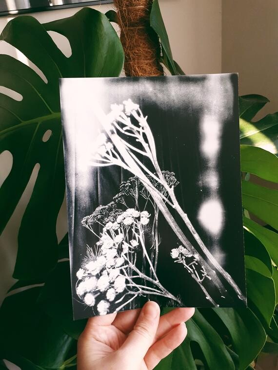 Dried Wild Flowers, Black and White, green witch Photography Print