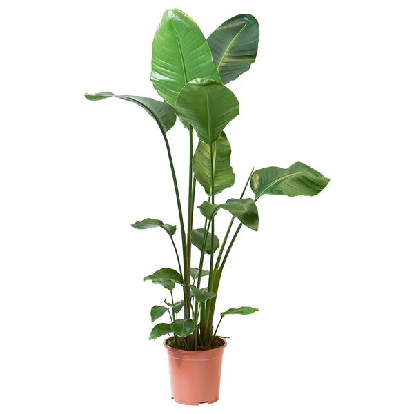 STRELITZIA Plante naturelle - . 27 cm
