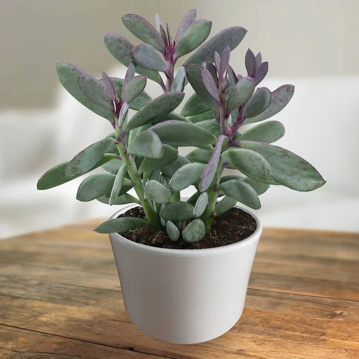 Senecio crassissimus