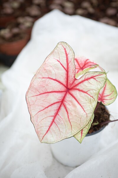 caladium white queen