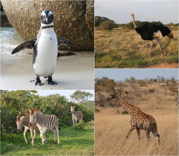 Afrique du Sud en famille