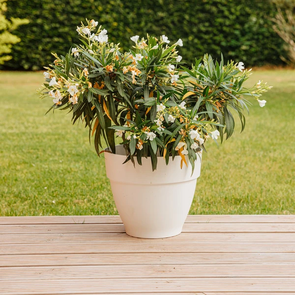 Laurier-rose à fleurs blanches